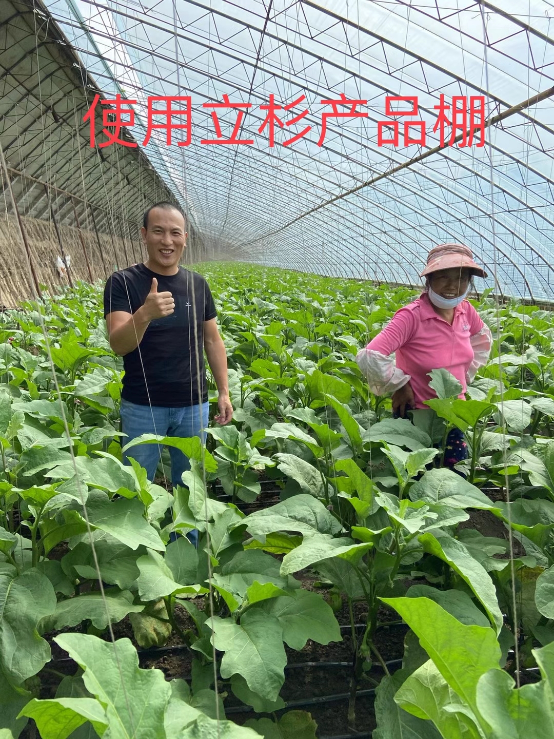 <a href=http://www.zzzdp.cn target=_blank class=infotextkey>上海立杉</a>水溶肥在北方暖棚茄子上的效果反饋2