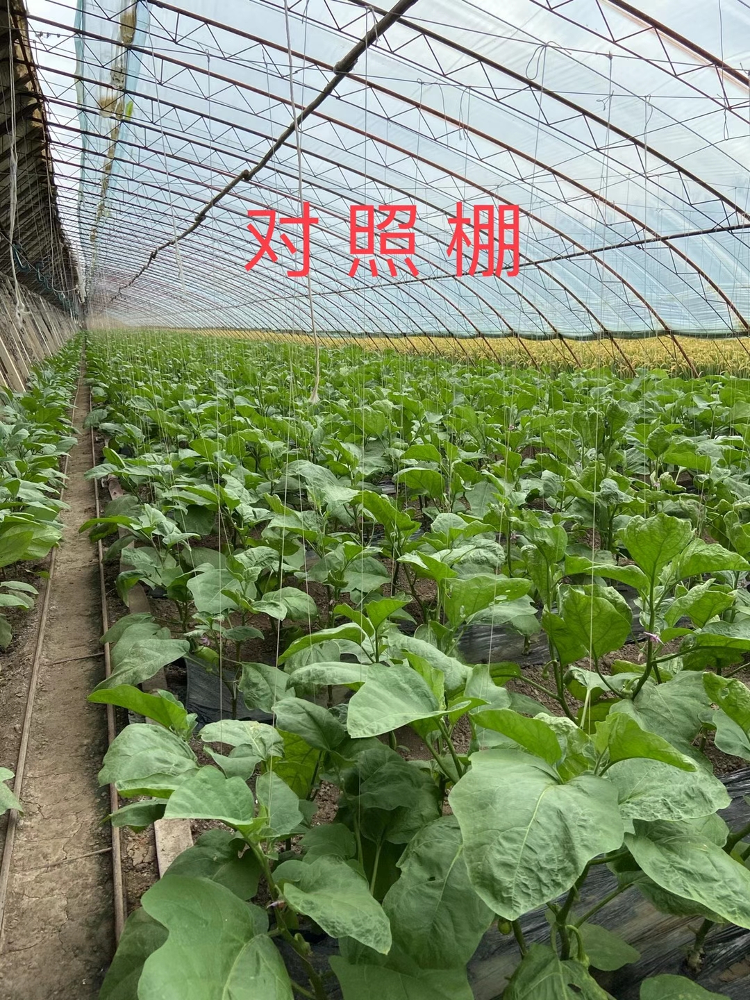 <a href=http://www.zzzdp.cn target=_blank class=infotextkey>上海立杉</a>水溶肥在北方暖棚茄子上的效果反饋3