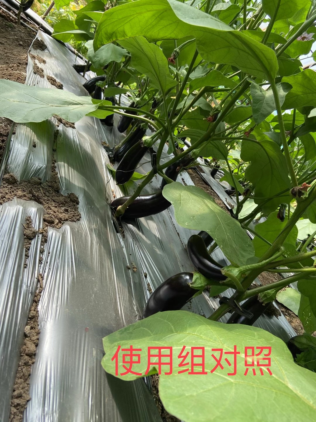 <a href=http://www.zzzdp.cn target=_blank class=infotextkey>上海立杉</a>水溶肥在北方暖棚茄子上的效果反饋5