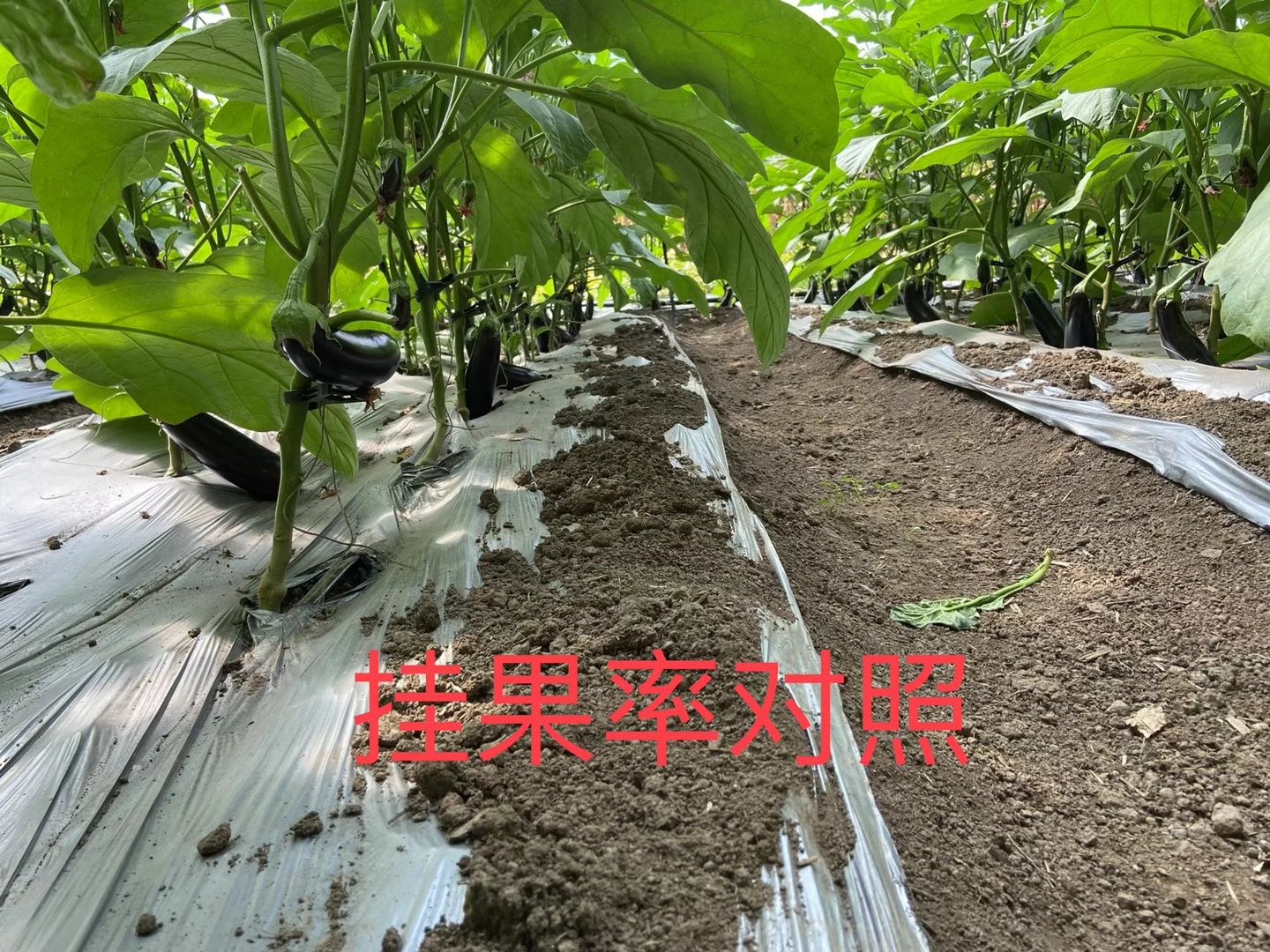 <a href=http://www.zzzdp.cn target=_blank class=infotextkey>上海立杉</a>水溶肥在北方暖棚茄子上的效果反饋4