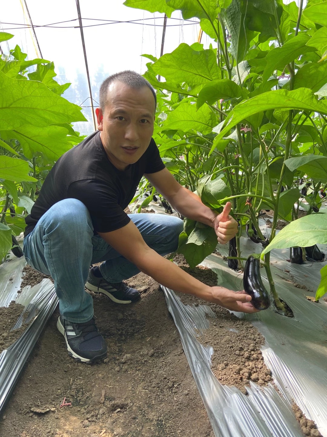 <a href=http://www.zzzdp.cn target=_blank class=infotextkey>上海立杉</a>水溶肥在北方暖棚茄子上的效果反饋6